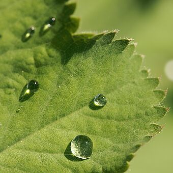 Kapky vody na listu